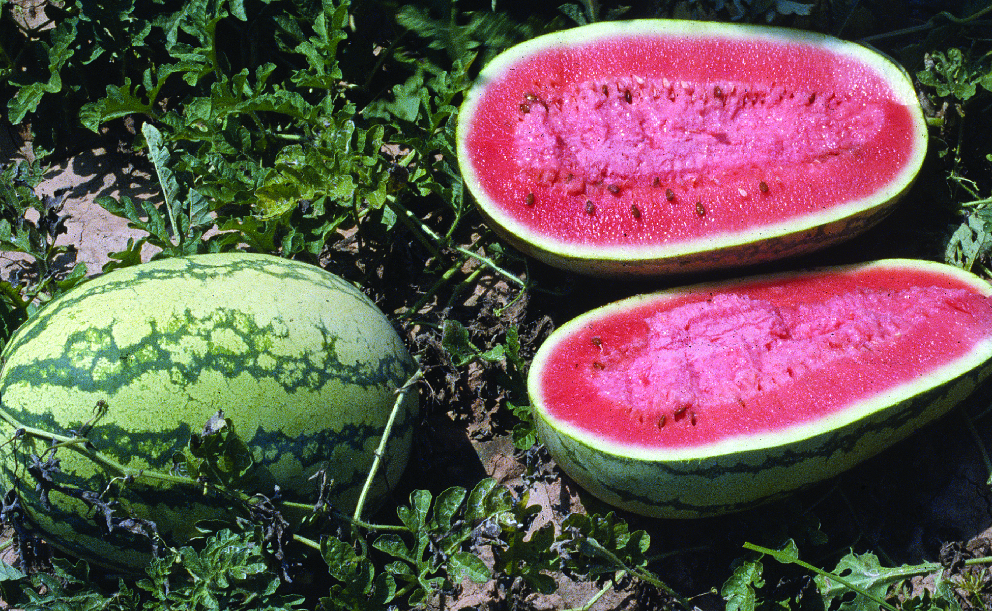 watermelons in fieldjpg
